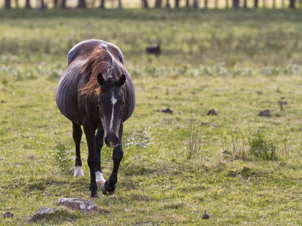 Paard — Stockfoto