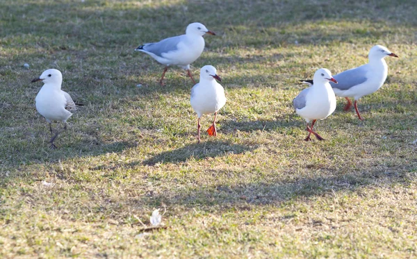 Sea  gulls bird — Stock Photo, Image