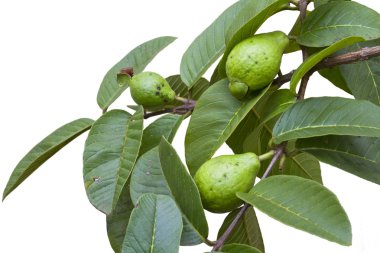 Guava