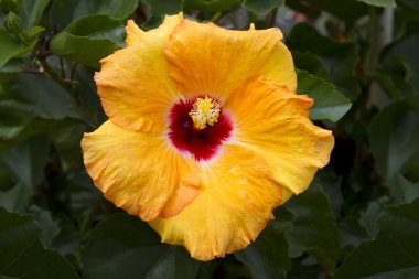hibiscus çiçeği