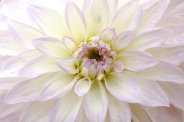 Dahlia çiçeği arka plan.