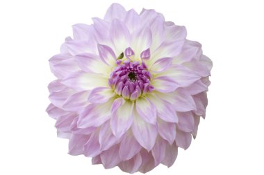 Dahlia çiçeği