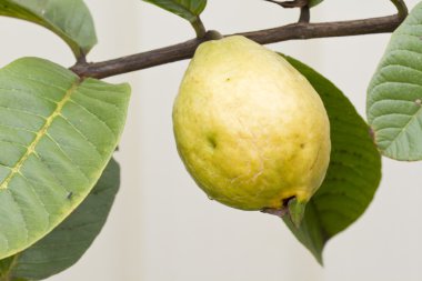 Guava