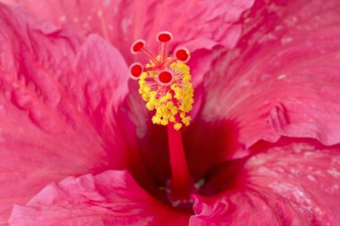 hibiscus çiçeği