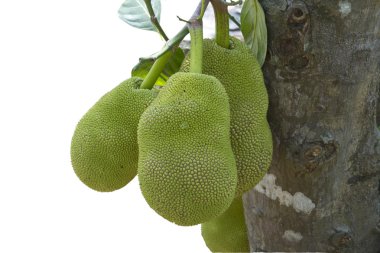 Jack fruit tree in south india. clipart