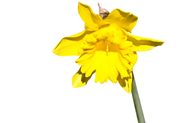 Flor de sino amarelo — Fotografia de Stock