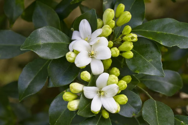 Jasmine flower — Stock Photo, Image