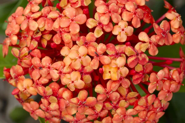 Ixora or rubiaceae Flower — Stock Photo, Image