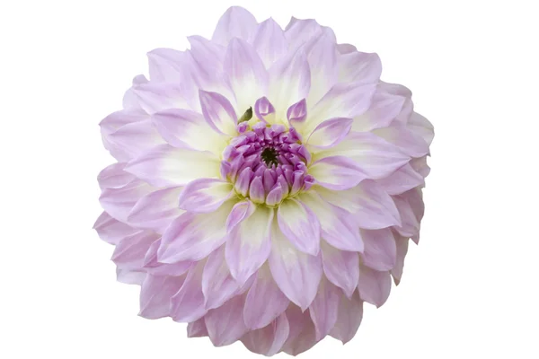 Fiore di Dahlia — Foto Stock