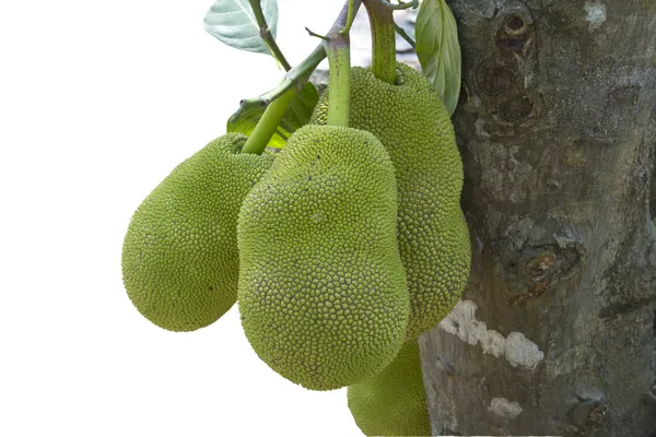 Δέντρο φρούτα υποδοχή στη Νότια Ινδία. — Φωτογραφία Αρχείου