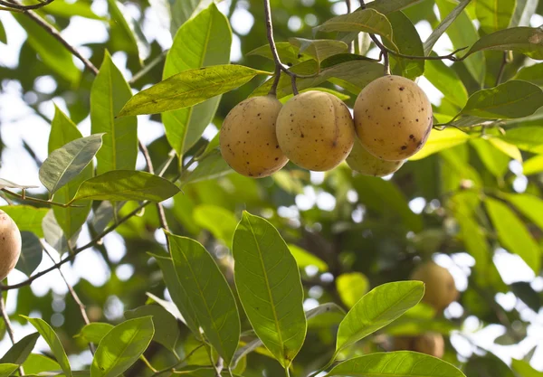 Gałka muszkatołowa owoce — Zdjęcie stockowe