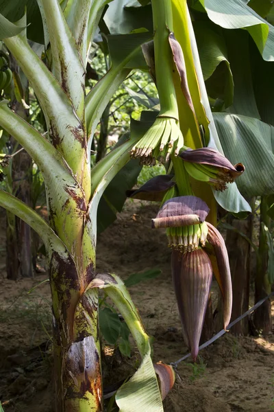 Bananowiec — Zdjęcie stockowe