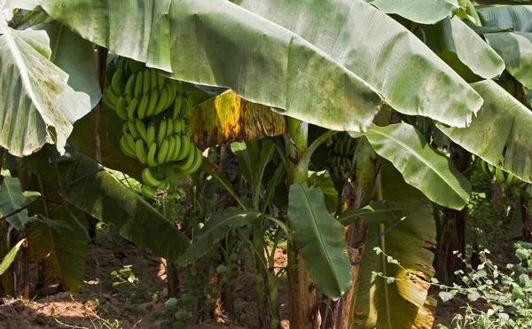 Cultivo de plátano — Foto de Stock