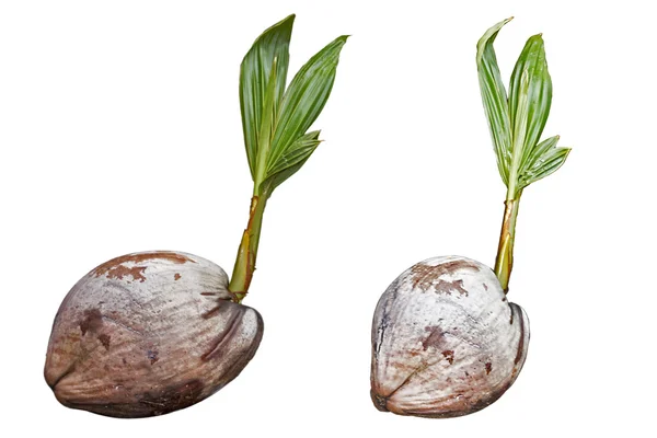 Kokosowe roślin — Zdjęcie stockowe