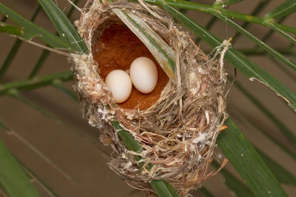 Nido de aves y huevo — Foto de Stock