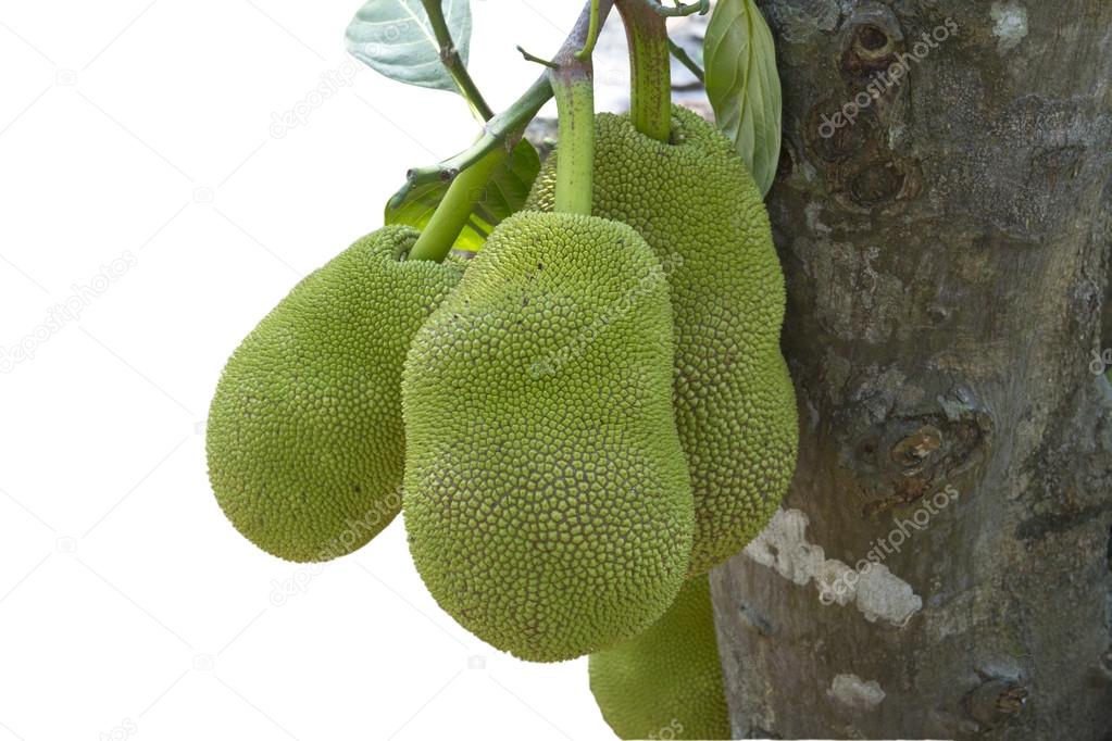 Jack fruit tree in south india.