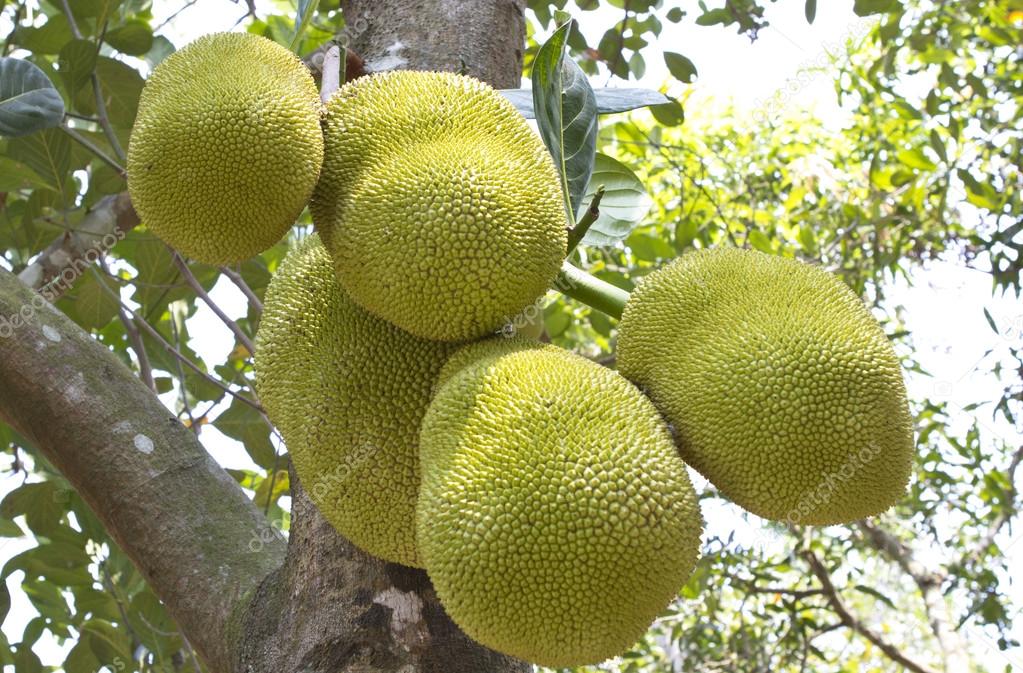 Jack fruit tree in south india.