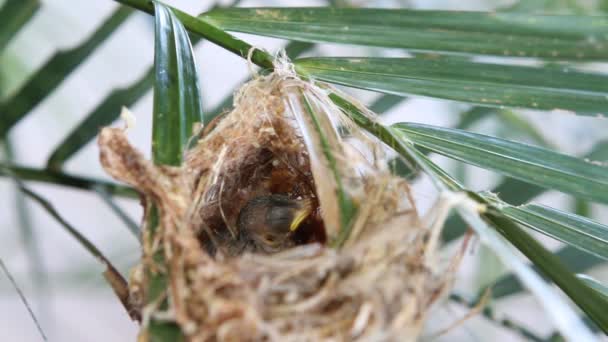 Video z malé miminko humming bird — Stock video