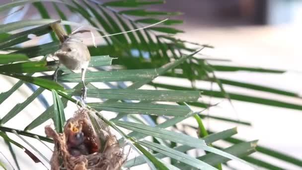 Video de Pájaro tarareando amarillo pequeño trayendo comida — Vídeo de stock