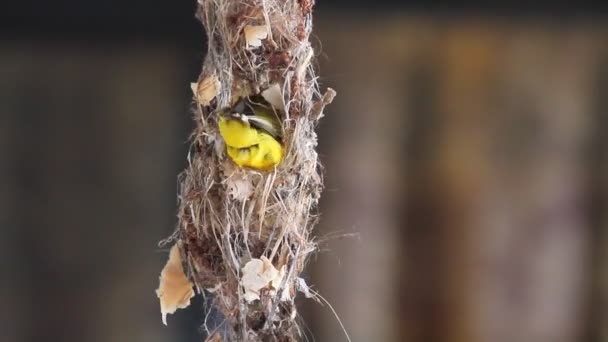 Nido para pájaros — Vídeo de stock