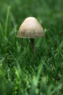 Yeşil çimenlerin üzerinde izole mantar