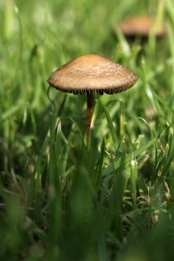Yeşil çimenlerin üzerinde izole mantar