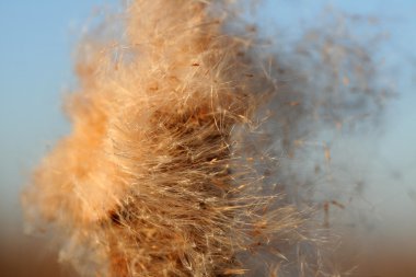 çiçek açan kamışı