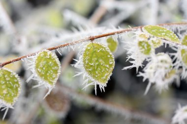 Frost, donmuş yaprakları yaprakları