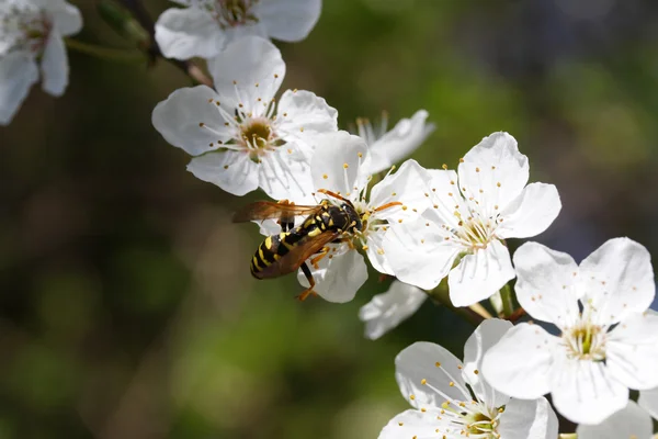 Cherry flower — Stock Photo, Image