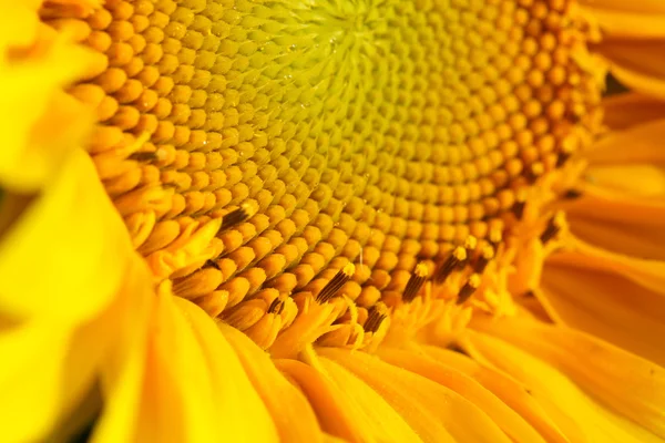 Schöne Sonnenblumen Nahaufnahme — Stockfoto