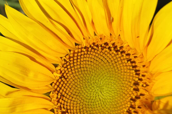 Beautiful sunflower closeup — Stock Photo, Image