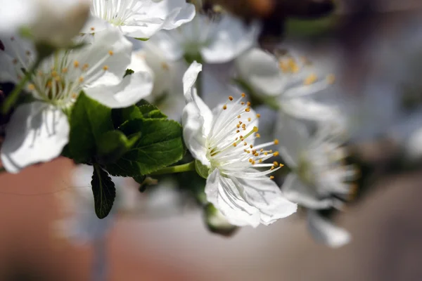 Třešňový květ — Stock fotografie