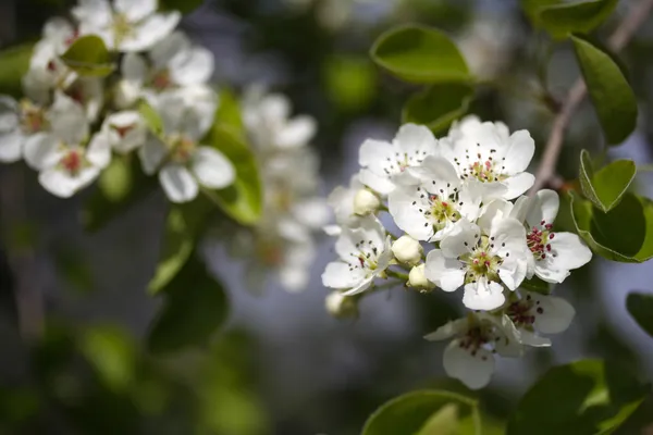 Cherry flower — Stock Photo, Image