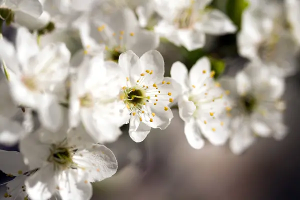 Cherry flower — Stock Photo, Image