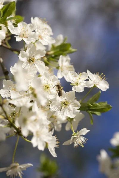 Cherry flower — Stock Photo, Image