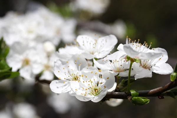 Cherry flower — Stock Photo, Image