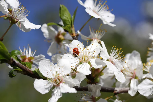 Cherry flower — Stock Photo, Image