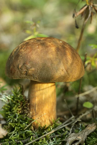 Cogumelo isolado sobre grama verde — Fotografia de Stock