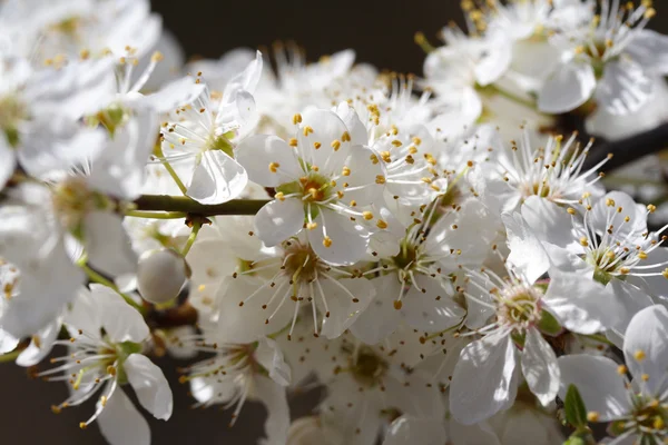 Třešňový květ — Stock fotografie