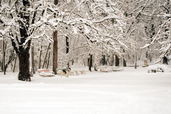 Scène hivernale — Photo