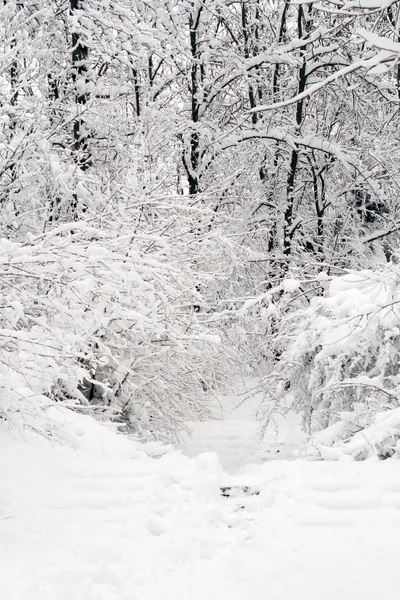 Cena de inverno — Fotografia de Stock