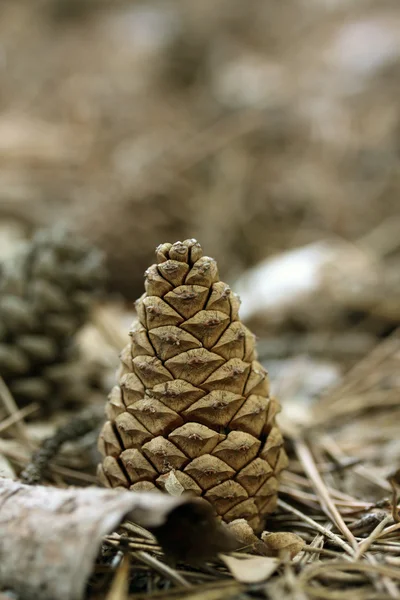 Pine-cone — Stock Photo, Image