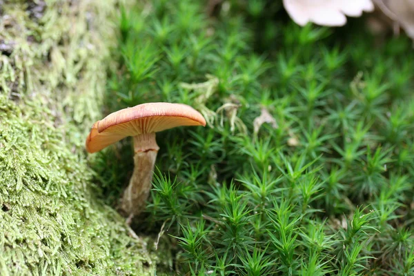 在天然环境中的蘑菇 — 图库照片