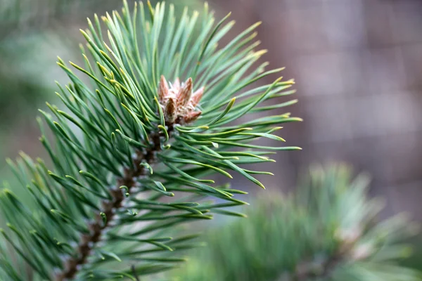 Fresh fir branch — Stock Photo, Image