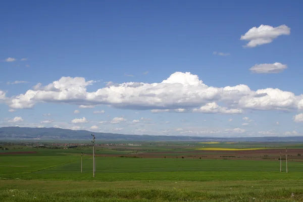 Campo de colza —  Fotos de Stock