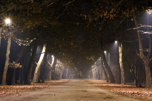 Trees in the park at night — Stock Photo, Image