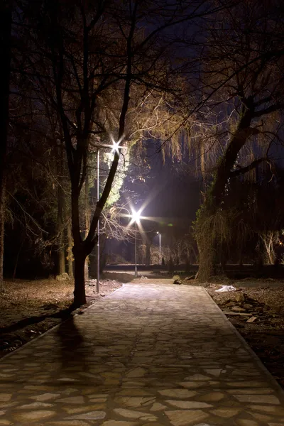 Geceleri parktaki ağaçlar