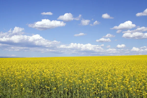 Rapsfeld — Stockfoto