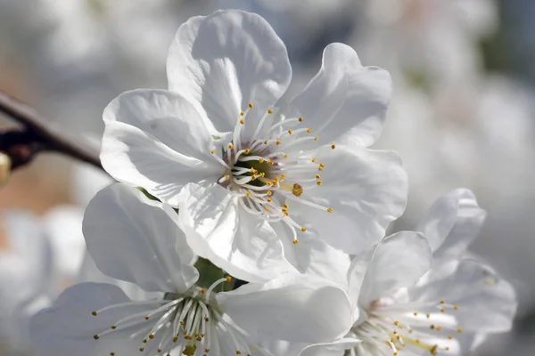 Schöne Frühlingsblumen — Stockfoto