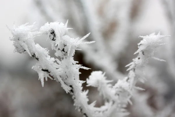 Foglie di gelo, foglie congelate — Foto Stock